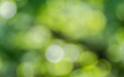 Vipassana: Mindfulness as the foundation of ecological awakening