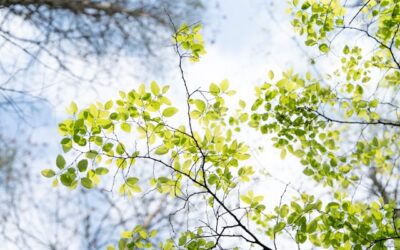 Everyday sustainability and the path to a greener city