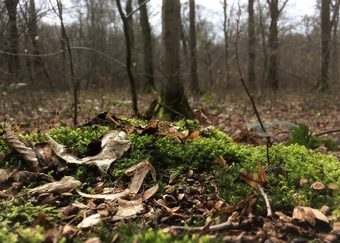 A startup offered to buy an ancient forest to protect it
