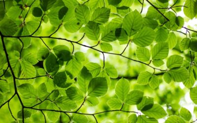 Sustainability in the digital age: greener habits, smarter products, and mindful entertainment