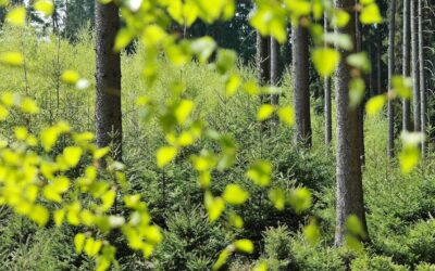 How a Paper Writing Service Can Help Save the Planet